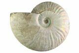 Silver Iridescent Ammonite (Cleoniceras) Fossil - Madagascar #345610-1